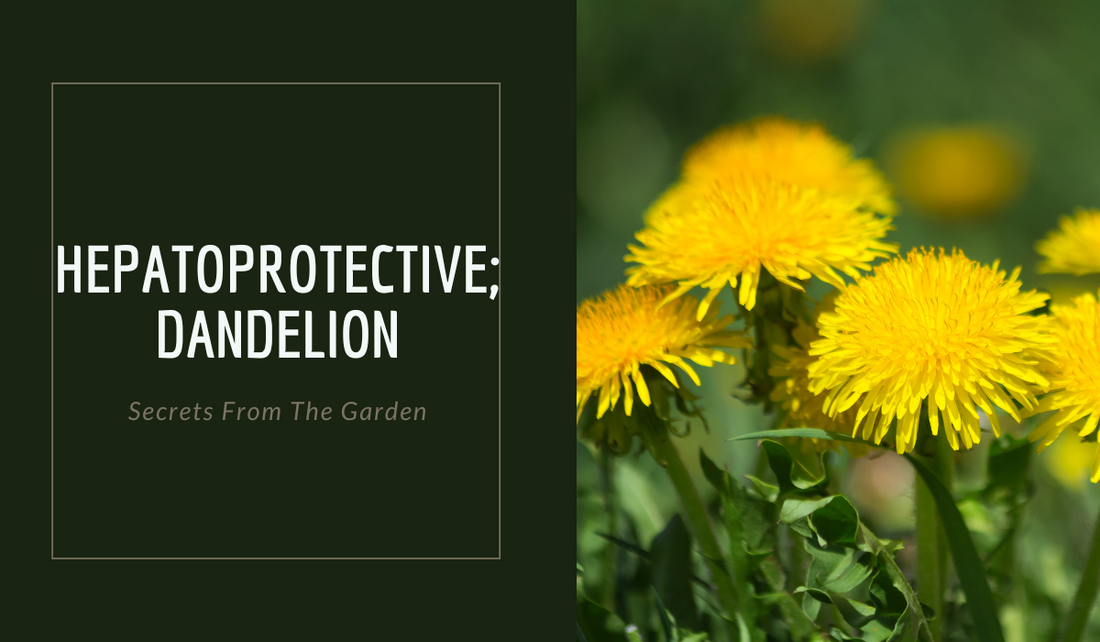 HEPATOPROTECTIVE; DANDELION ROOT
