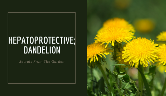 HEPATOPROTECTIVE; DANDELION ROOT
