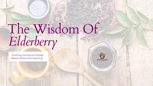 Herbal Instructor Editon: The Wisdom of Elderberry
