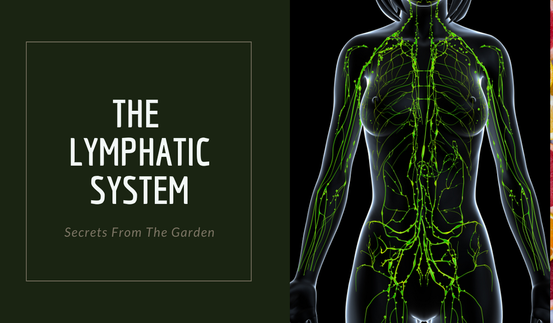 The Lymphatic System