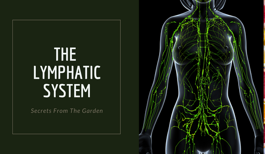 The Lymphatic System